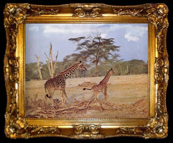 framed  unknow artist The oppna terrangen am failing giraffe favoritmiljo, ta009-2